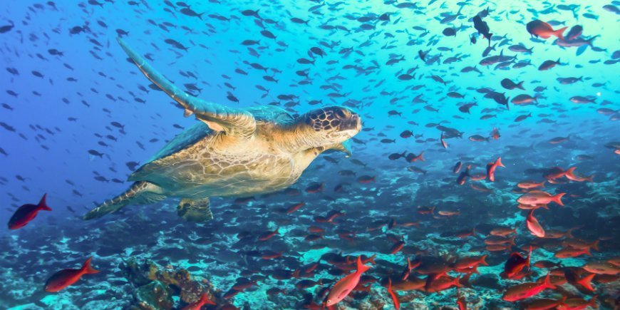 Galapagos dykning