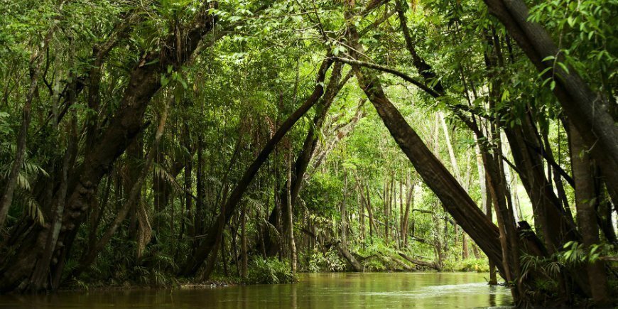 Amazonas jungle