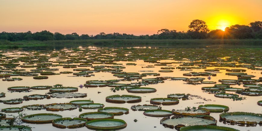 Pantanal-Vådområde-Brasilien-R