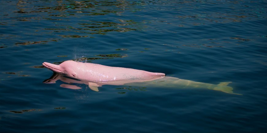 Amazonfloddelfin