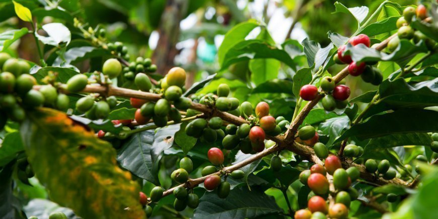 Kaffebønner i plantage